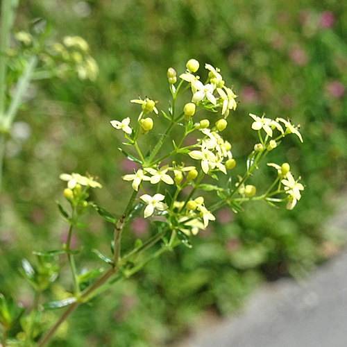 Gelblichweisses Labkraut / Galium x pomeranicum